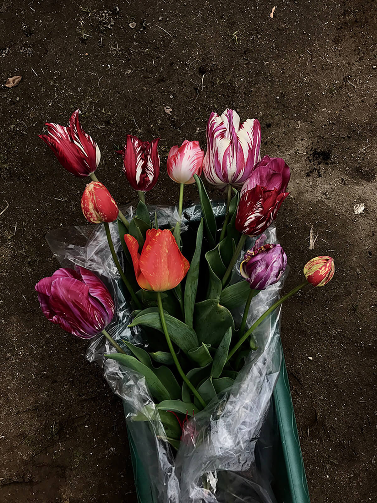 Forbidden Colours / Broken Tulip NONGRID INC.